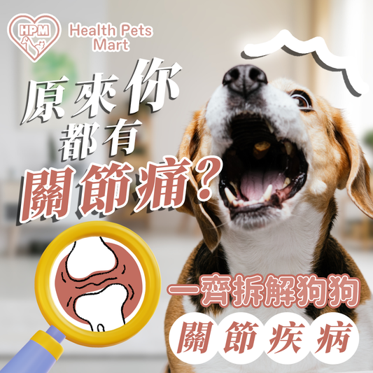 【原來「你」都有關節痛😱?拆解狗狗常見關節疾病🩻!】