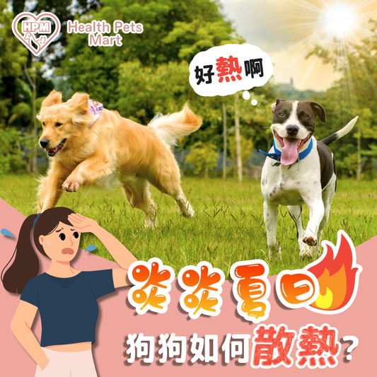 【炎炎夏日⛱️狗狗如何散熱?主人點樣幫手降溫?】