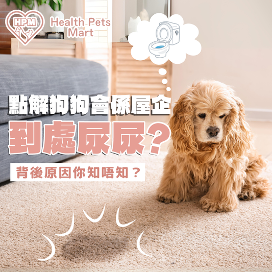 【點解狗狗會喺屋企到處尿尿🐕?背後原因你知唔知?🤔】