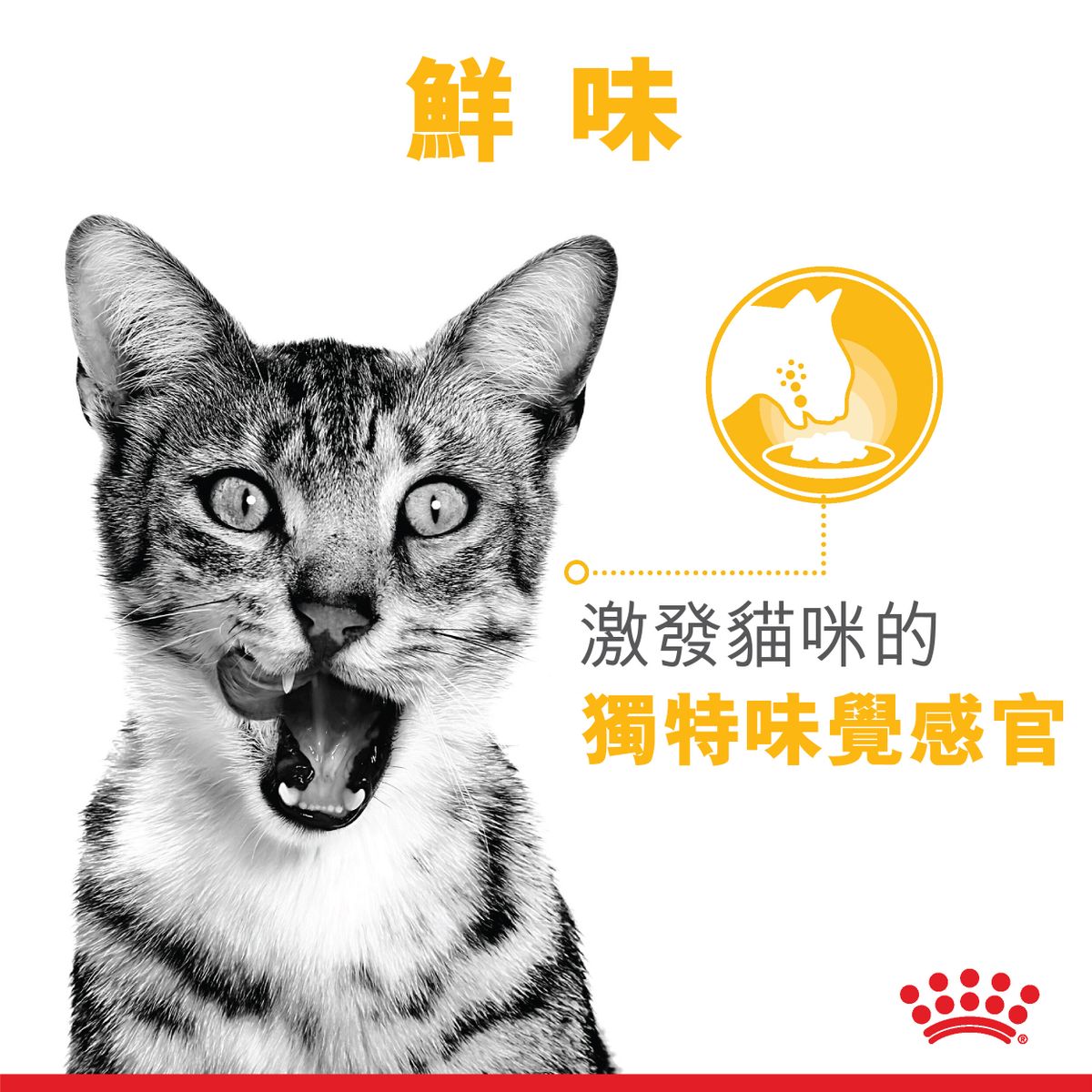 FHN 貓感系列 鮮味營養主食濕糧 (肉汁) 85克 X 12