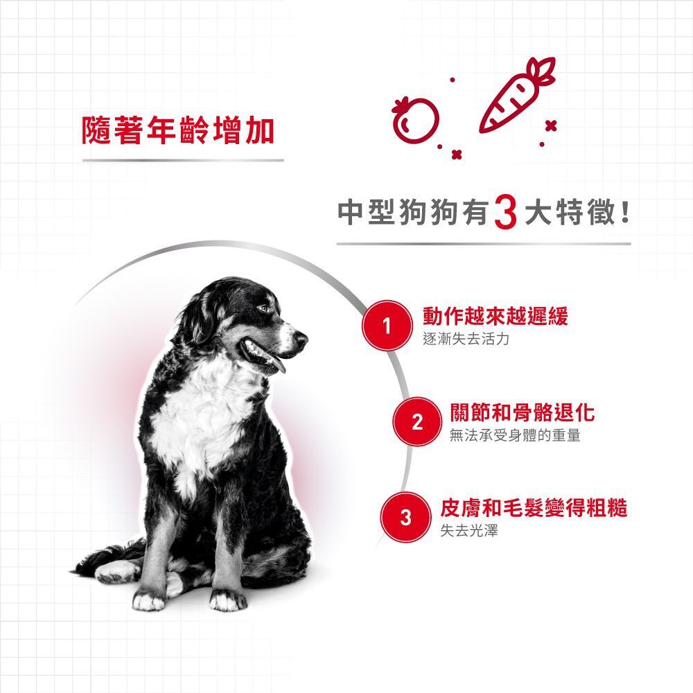 SHN 中型老犬 10+ 營養配方 3公斤