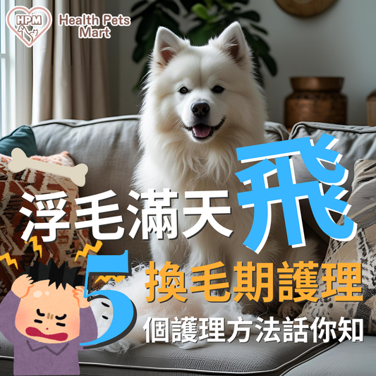 【🐶 夏天換毛期來襲！狗狗護理全攻略（濕熱 + 落雨篇）】