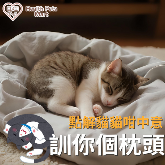 🐱貓咪瞓你枕頭，其實係想霸位？