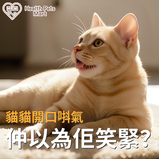 🐱你以為佢係笑，其實係熱到唞唔到氣！