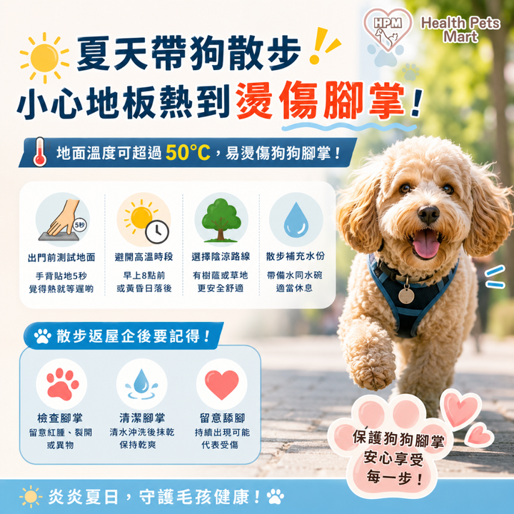 ☀️🐾《夏天帶狗散步，小心地板熱到燙傷腳掌！》