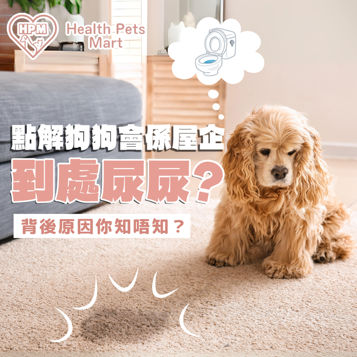 【點解狗狗會喺屋企到處尿尿🐕？背後原因你知唔知？🤔】